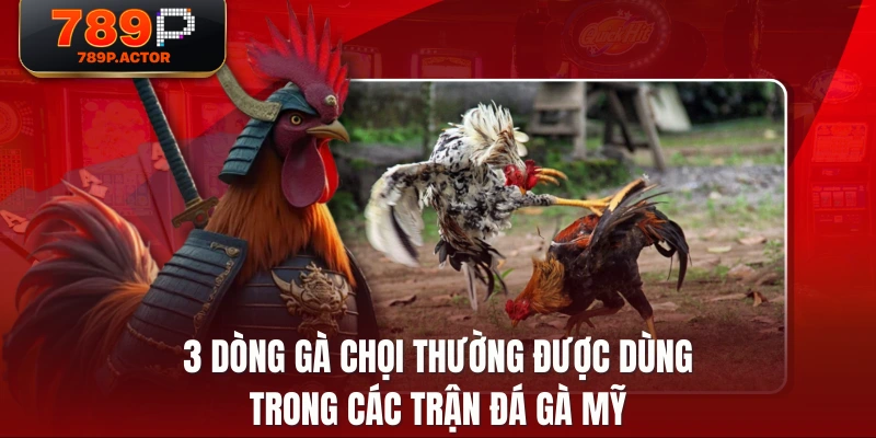3 dòng gà chọi thường được dùng trong các trận đá gà Mỹ 3 dòng gà chọi thường được dùng trong các trận đá gà Mỹ