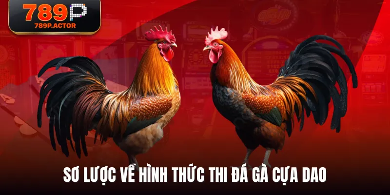 Sơ lược về hình thức thi đá gà cựa dao Sơ lược về hình thức thi đá gà cựa dao