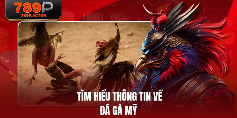 Tìm hiểu thông tin về đá gà Mỹ Tìm hiểu thông tin về đá gà Mỹ