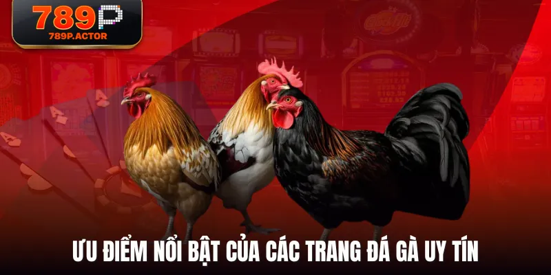 Ưu điểm nổi bật của các trang đá gà uy tín Ưu điểm nổi bật của các trang đá gà uy tín